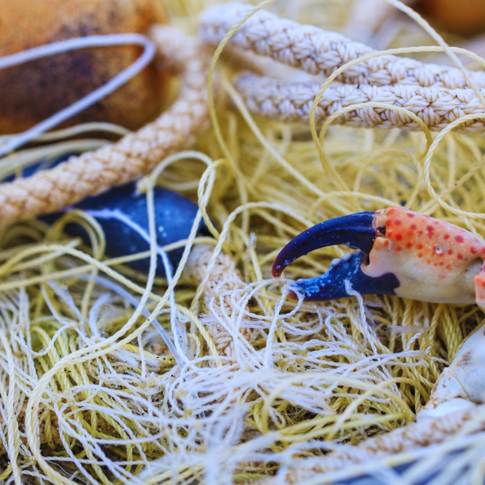 pesca ilegal
